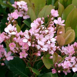 Hawthorn, Indian